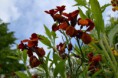 /album/fotogalerij/heemtuin07-05-14-123-jpg/